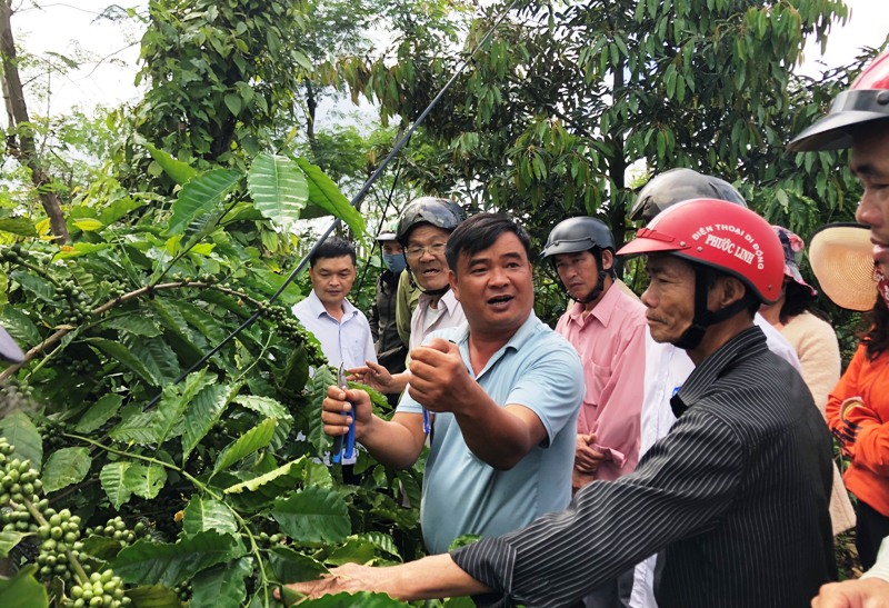 Tập huấn trồng và chăm sóc cây ăn quả trong vườn cà phê