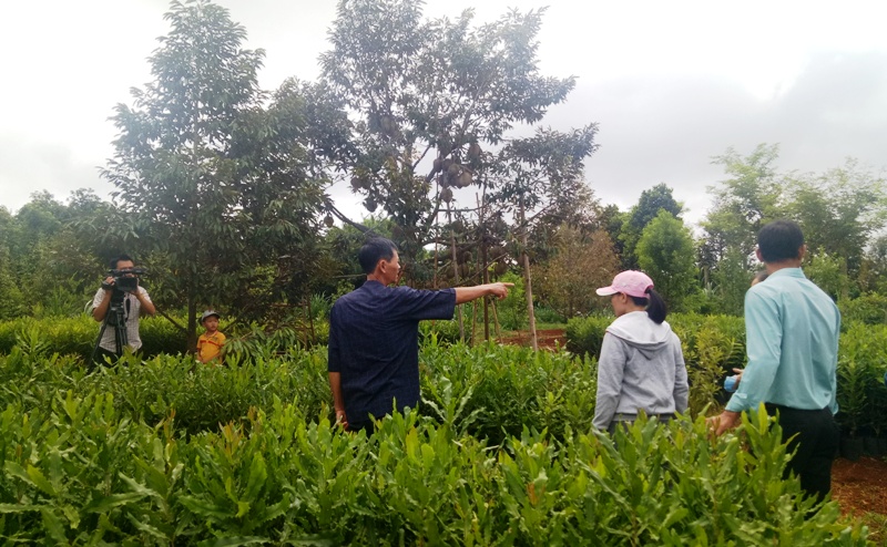 Làm giàu từ vườn cây Mắc ca - Đàn Hương