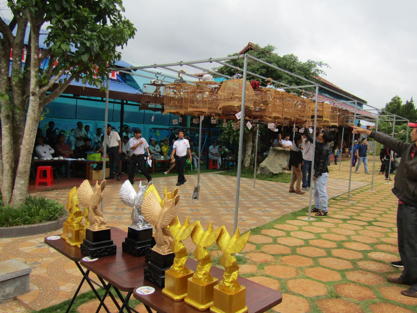 Hội thi đấu hót chim chào mào năm 2019     