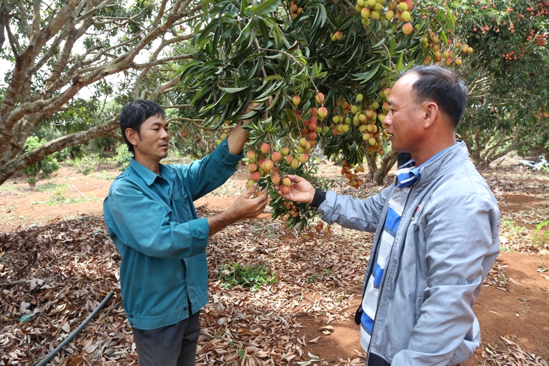 Những quả ngọt trên vùng đất khó