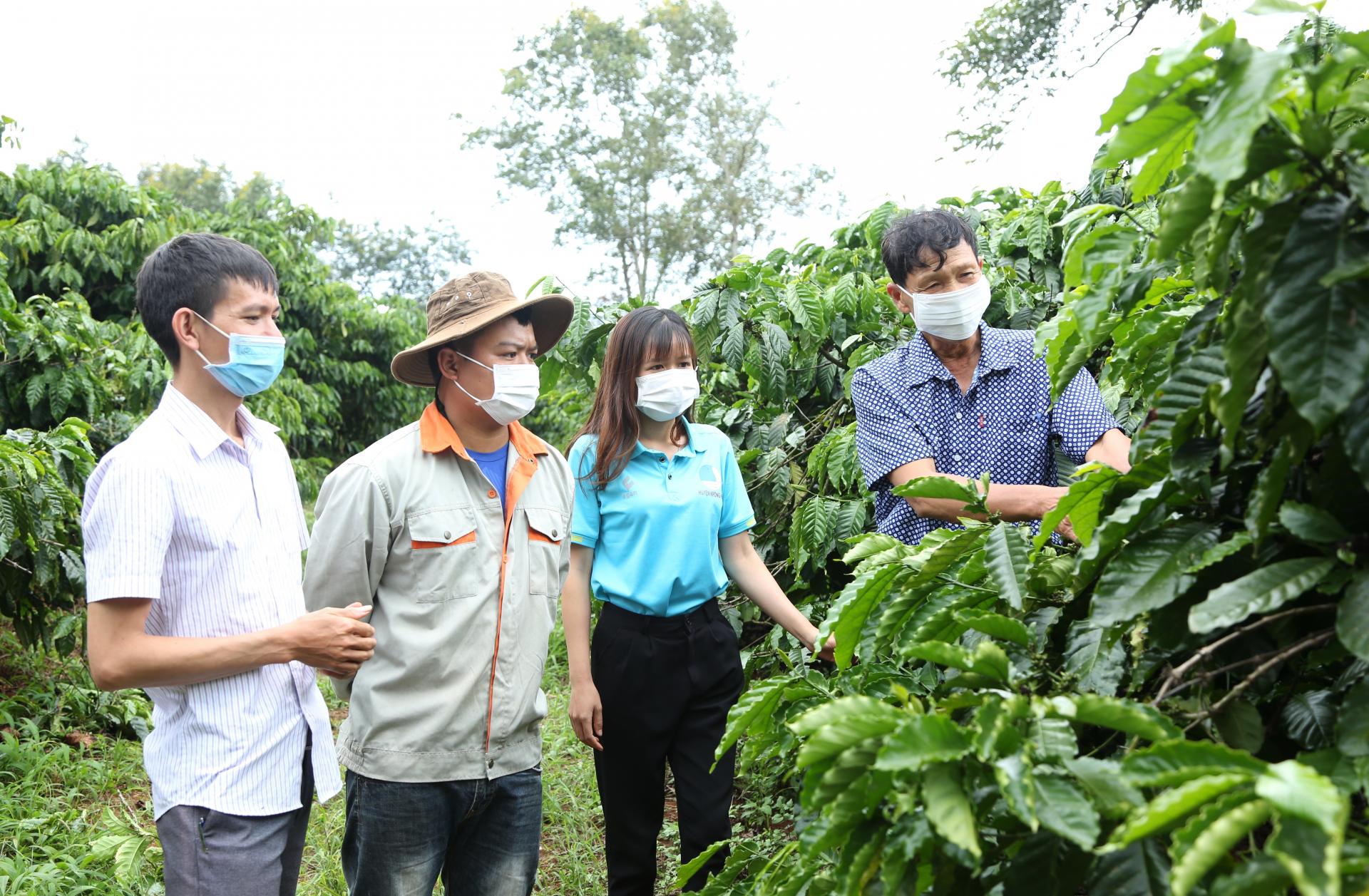Krông Năng phát triển cà phê cảnh quan bền vững