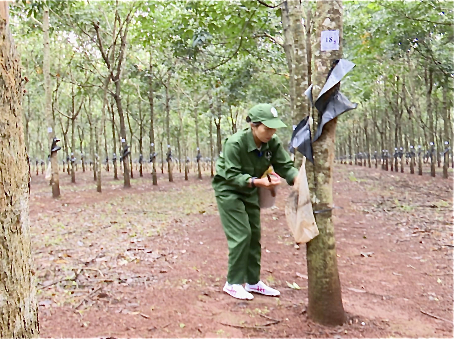 Công ty TNHH MTV Cao su Krông Buk: Hội thi Bàn tay vàng thu hoạch mủ cao su năm 2024